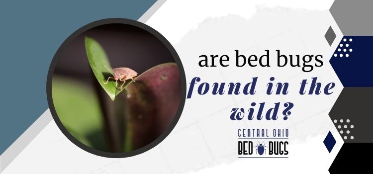 Are Bed Bugs Found in the Wild