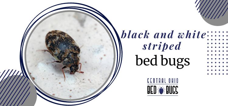 Black And White Striped Bed Bugs