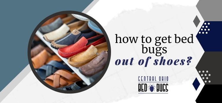 How To Get Bed Bugs Out Of Shoes